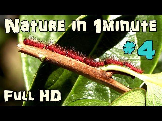 Nature In 1 minute - Mini Caterpillar #4