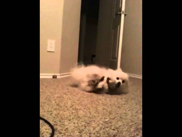 Silly Pom