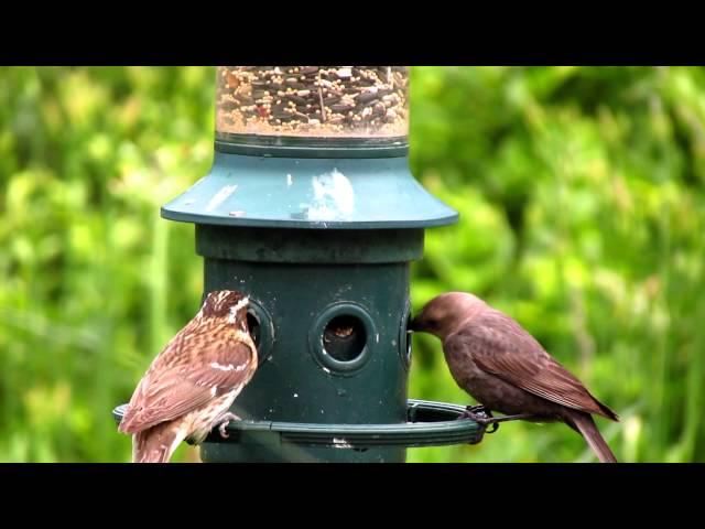 Squirrel Buster Plus squirrel-proof Bird Feeder by Brome Bird Care June 16/12