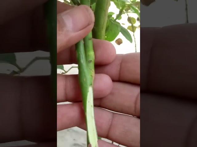 Gulab ki Kalam lagane ka tarika #Rose #garden