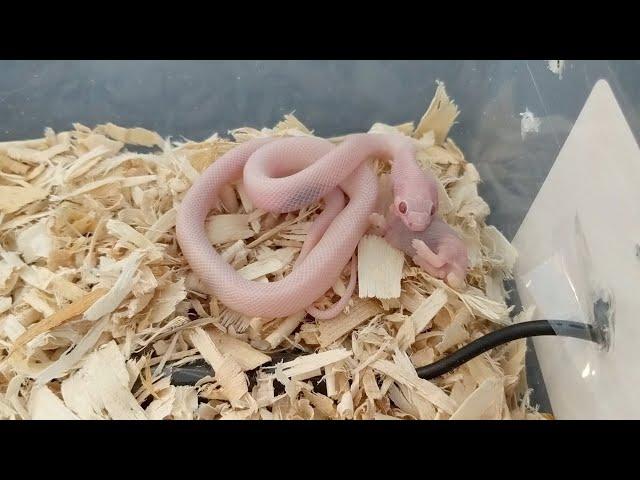 Feeding My Baby Corn Snake for the First Time