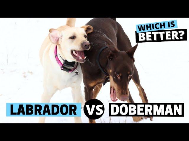 Labrador vs. Doberman - Which is better for you?