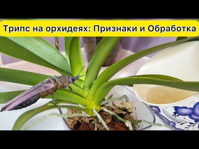 ТРИПС на орхидеях! Не пропусти эти ПРИЗНАКИ трипса на орхидеи / ОБРАБОТКА орхидеи от трипса