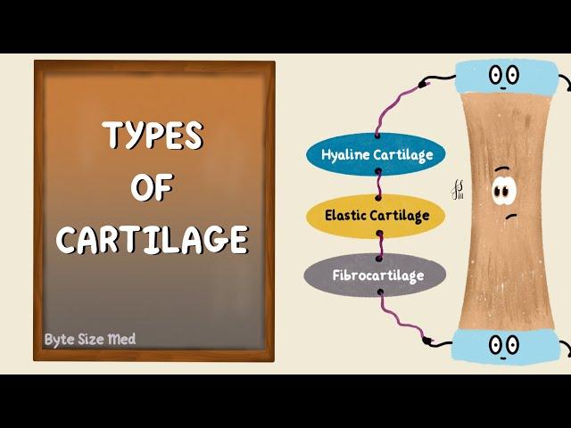 Structure and Types of Cartilage | Hyaline | Elastic | Fibrocartilage | Connective Tissue Histology