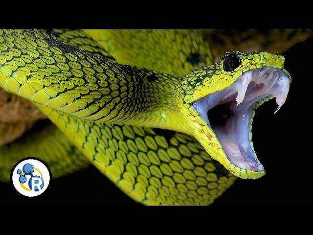 Why Is Snake Venom So Deadly?