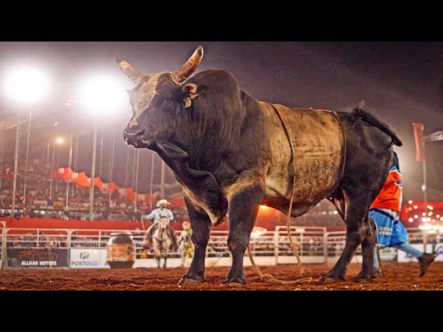 Rodeio da FICAR de ASSIS 2024 / FINAL COPA ARENA COUNTRY (DOMINGO / MELHORES MOMENTOS)