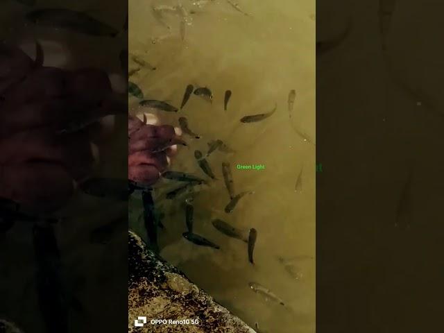 fish #jailer #anirudh #leo #lokeshgamer #viralvideo #vijay #rajinikanth
