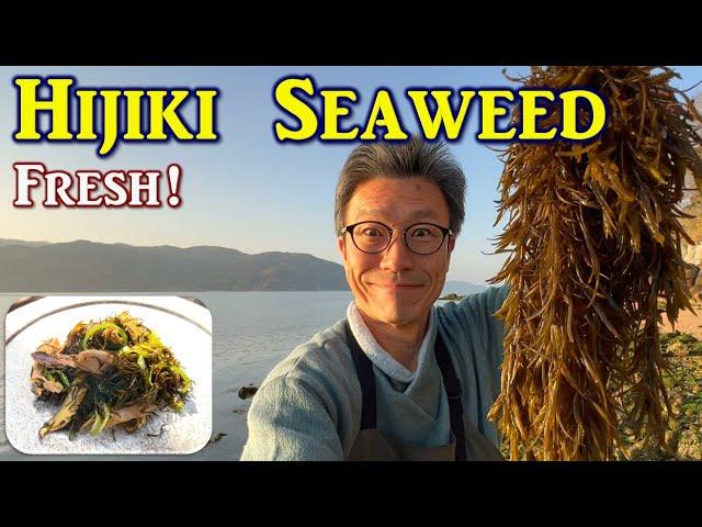 Hijiki Seaweed, Natural Japanese Taste of Spring