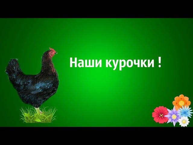 Наши курочки