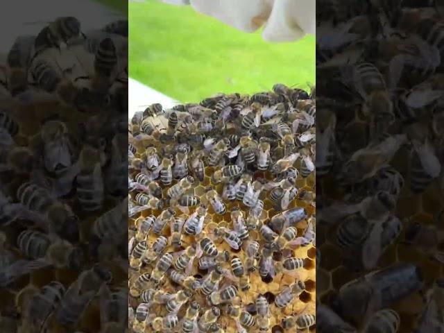 TWO queens in ONE hive!