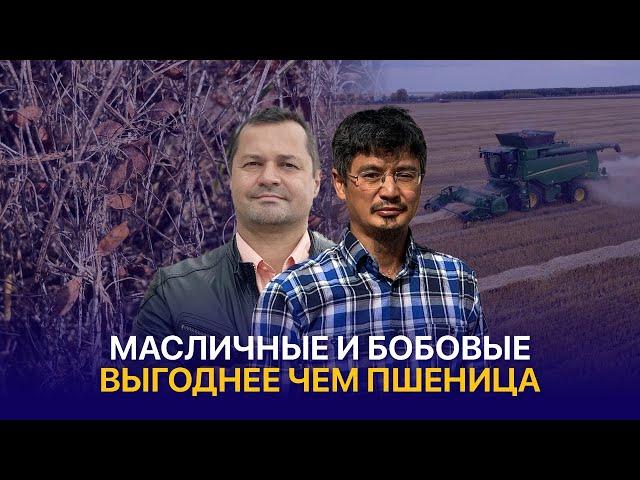 Готовились к засухе, но зарядили дожди. Диверсификация посевов в ТОО Акселеу