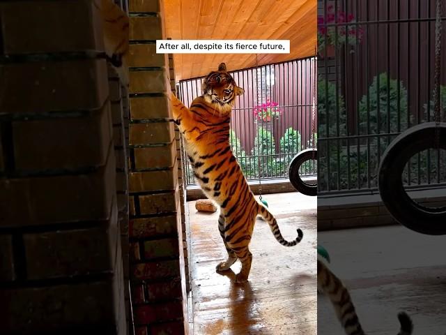 Man adopted a tiger cub #animal #animalrescue #rescue #shortvideo #shorts #tiger