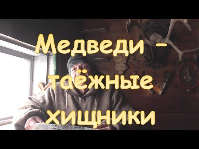 Медведи - таёжные хищники