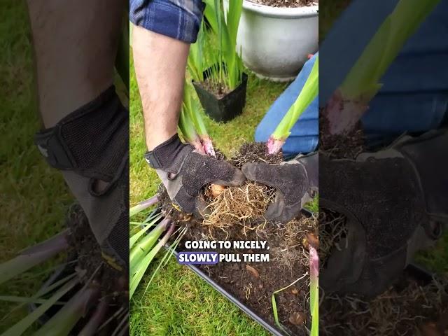 Separate Your Gladiolus Bulbs The Right Way #shorts #garden #gladiolus