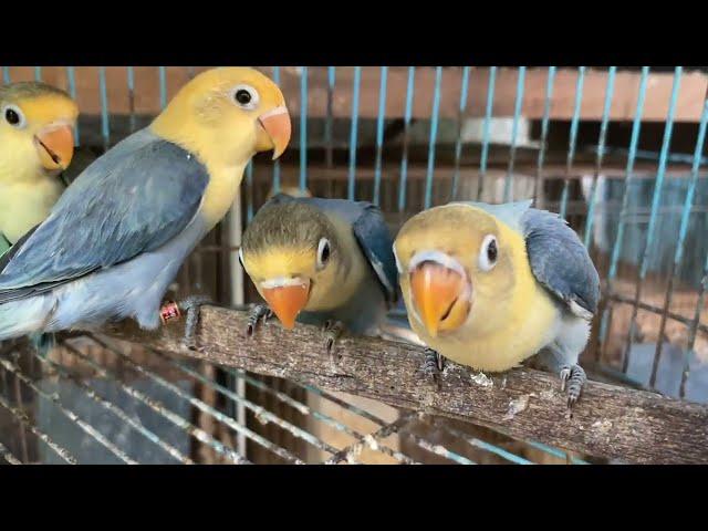 Panen anak lovebird netas banyak