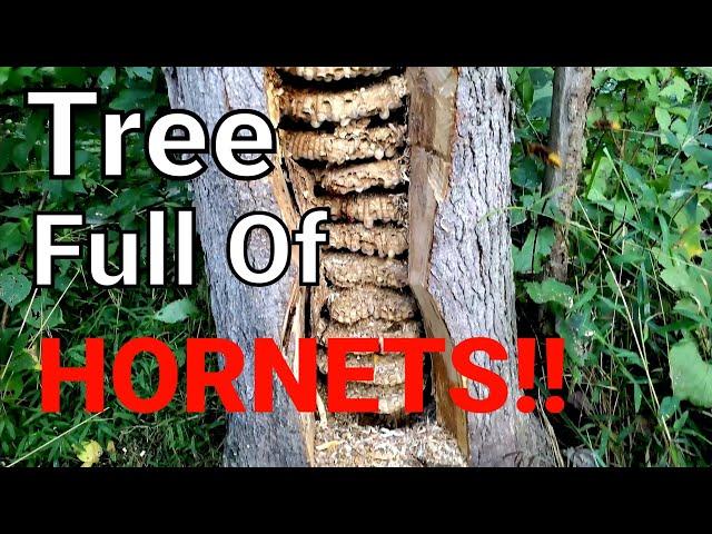 MASSIVE European Hornet Nest Inside Tree | SWARM | Wasp Nest Removal