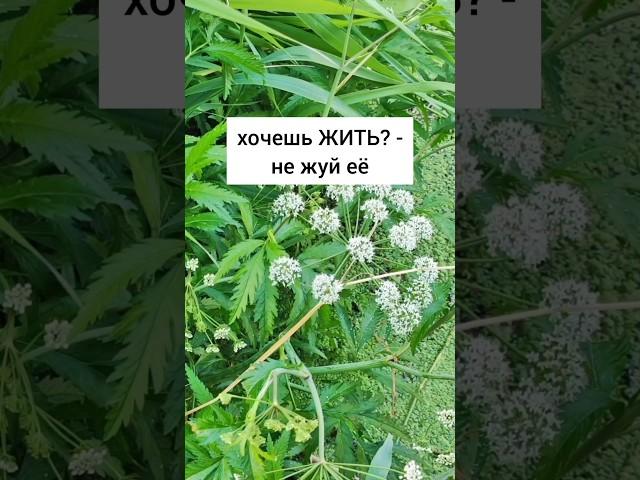 Цикута/Вёх ядовитый - не жуй её, если хочешь жить #травы #травник #ядовитый