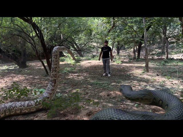 Anaconda Snake Chasing Boy | TB FILMS