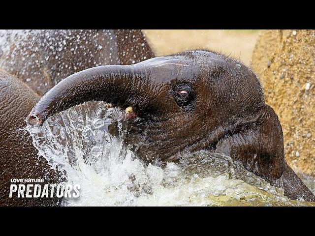 Tiny Elephant Treks Through Lion-Infested Terrain to Find Water | Zambia Untamed 104