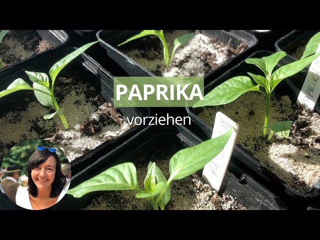 Paprika erfolgreich vorziehen: Schritt-für-Schritt-Anleitung für die Anzucht