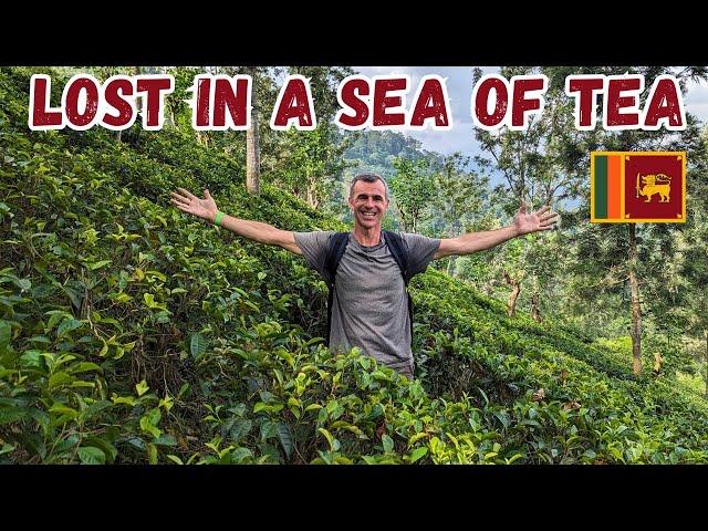 Why is Ceylon Tea the Best?  Factory Tour ELLA Sri Lanka 