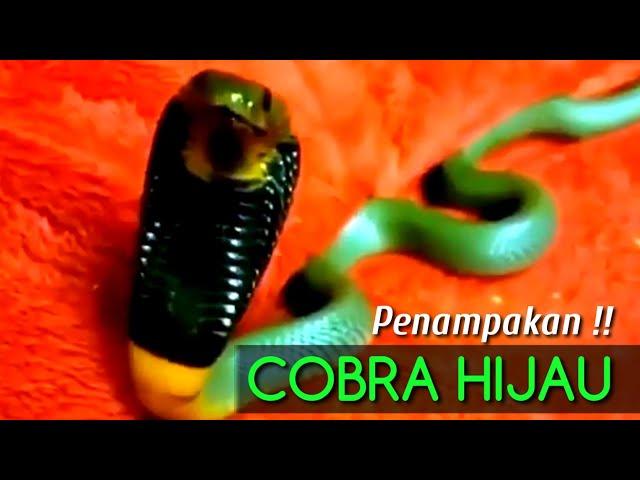 Penampakan Ular Cobra Hijau Paling Langka Di Dunia..