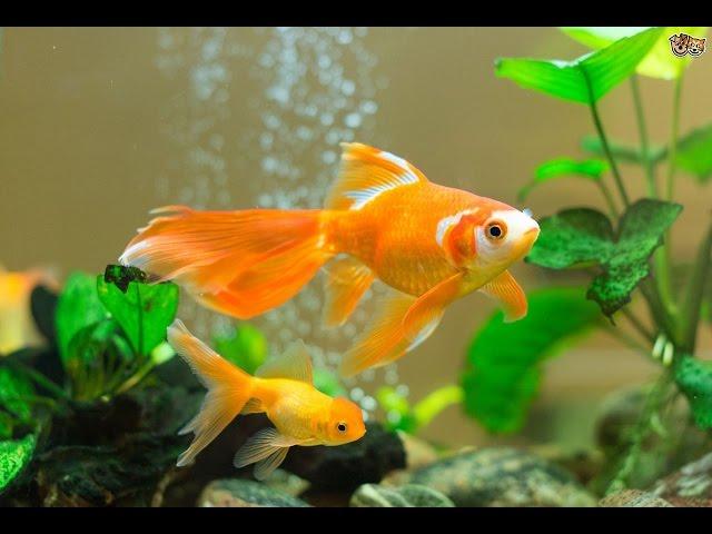 How to care for goldfish - Instructional Videos