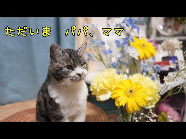 『ただいま　パパ、ママ』　リキちゃんが小さくなって帰って来てくれました 【リキちゃんねる　猫動画】 キジ白猫のいる暮らし　～羊毛フェルト～