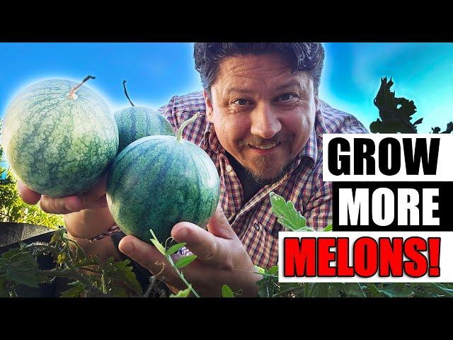 Growing Watermelons  - The Complete Guide