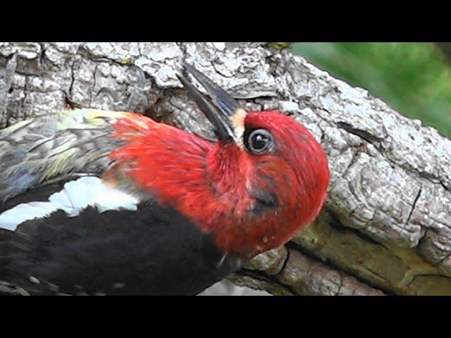 How to save a bird after flying into a window