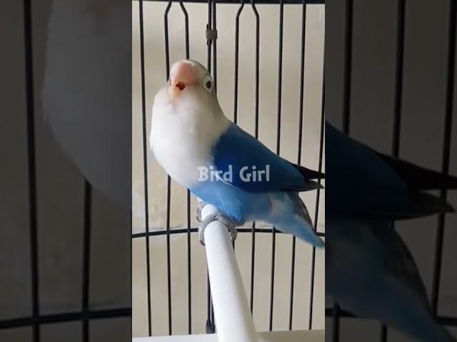 lovebird calling female