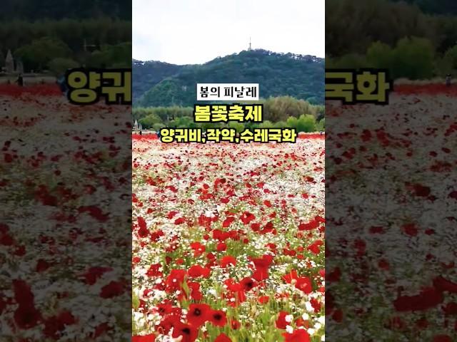 실시간 5월 봄꽃축제 개화 상태, 만개해서 완전 예쁜 울산 태화강 국가정원 #울산작약 #울산가볼만한곳 #태화강국가정원 #울산태화강국가정원봄꽃축제
