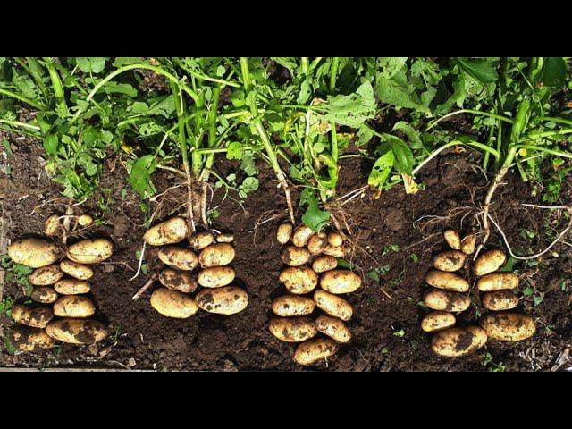 Straw Bale Gardening - Planting Potatoes