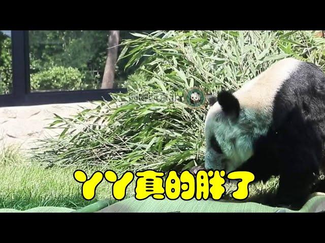 丫丫真的胖了！！！【动物园在逃熊猫】凉席、冰块安排上啦  #丫丫大熊猫最新消息 #丫丫 #国宝熊猫