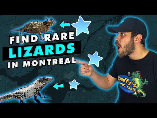 Searching For The Rarest Lizards In Montreal!