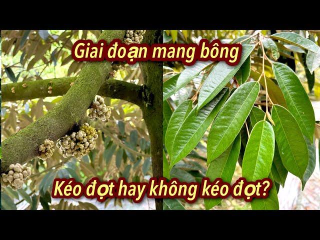 Chặn đọt hay kéo đọt sầu riêng trong giai đoạn sáng mắt cua? Phân tích trên cây suy và cây khoẻ.