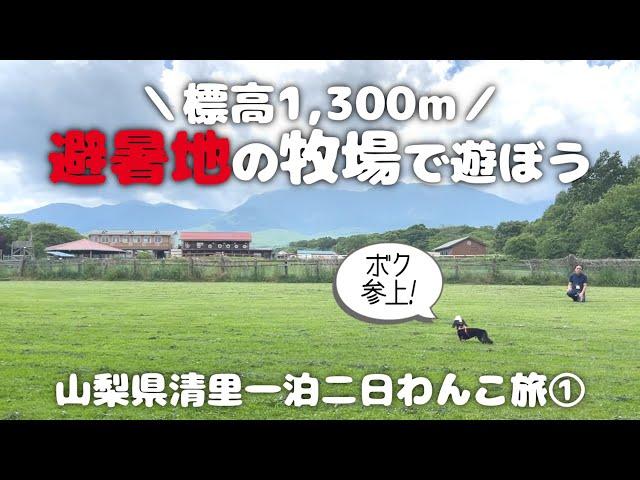 【犬連れ山梨清里旅行観光編】避暑地のドッグランでのびのび過ごす夏の休日 滝沢牧場(長野県) 萌木の村ROCK 山梨県清里一泊二日わんこ旅1/3 旅するペットショップの売れ残りと元保護犬