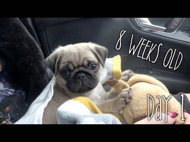 Bringing Stanley Home | Day 1 Part 1
