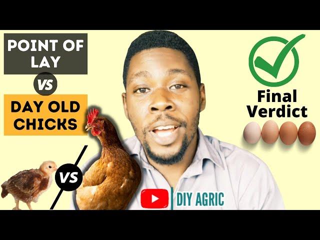 Point of Lay Pullets VS Day Old Chicks | Which is Better to Start With