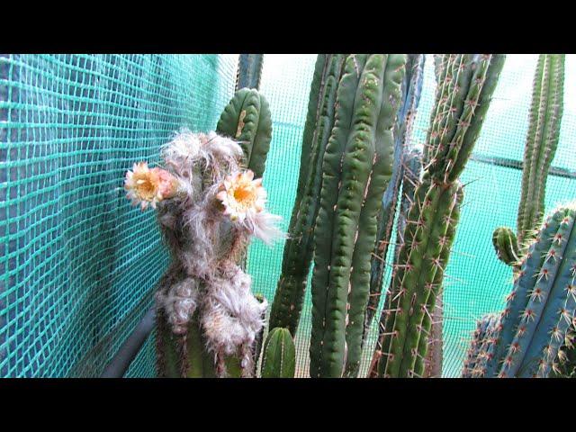 Pilosocereus pachycladus Cactus from Buds to Blooms | 'Blue Columnar Cactus' | Pilosocereus azureus