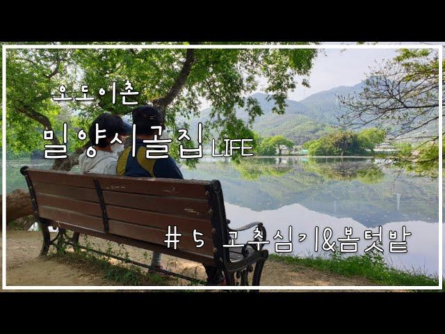 EP5 ㅣ고추심기ㅣ오도이촌ㅣ밀양시골집이야기ㅣ