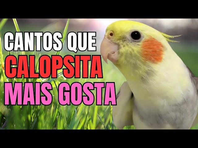 10 cantos de CALOPSITA para ensinar calopsita cantar SUA CALOPSITA VAI APRENDER MUITO RÁPIDO!