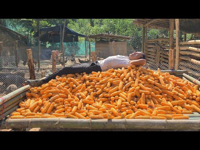 Unexpectedly Large Amount Of Corn In One Farming Crop, Survival Instinct,  king kong amazon, Fp 270