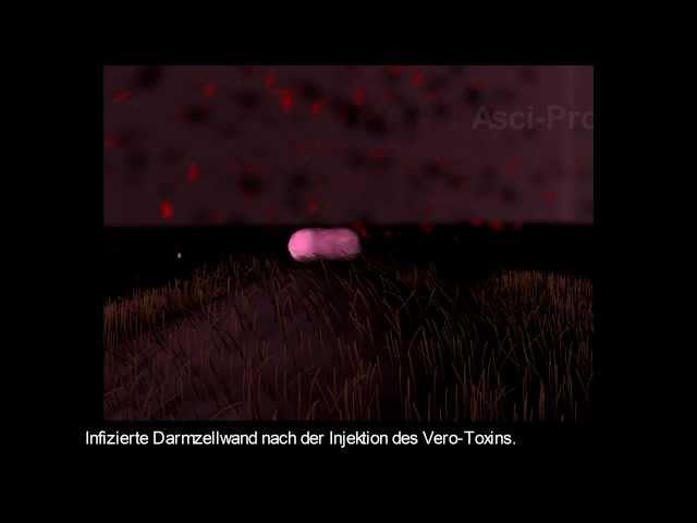 E Coli Infection Animation (EHEC)