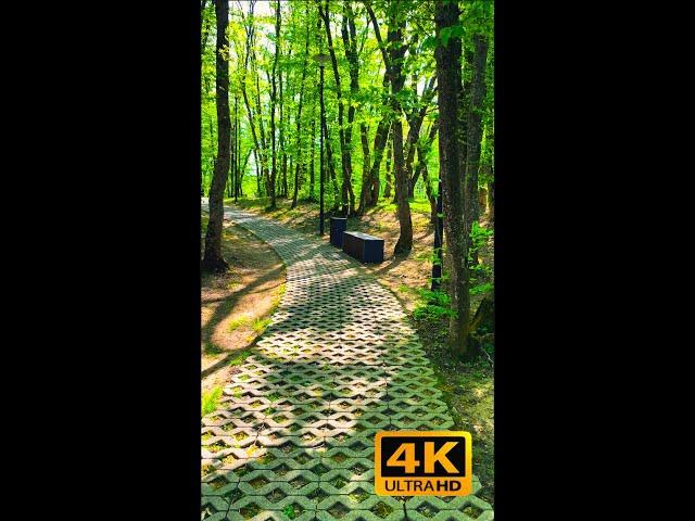 Walk, travel through the city and the forest 4K #forest #nature #russia #stavropol#shorts