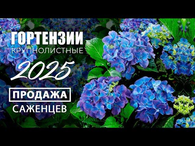Гортензии крупнолистные. Обзор саженцев. Продажа