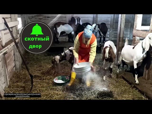 СКОТНЫЙ ДВОР НА ЗИМНЮЮ ПОДСТИЛКУ С ПОДОГРЕВОМ🪻️