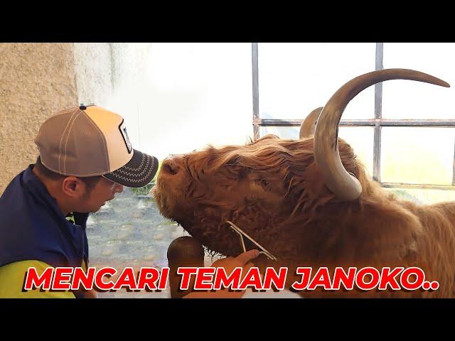 SAPI SCOTTISH HIGHLAND..!!! BUAT NEMENIN JANOKO..?!!