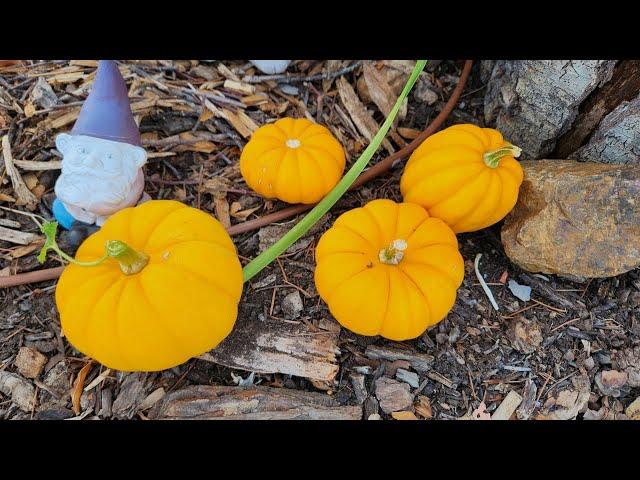 Don't throw away the Halloween Pumpkins