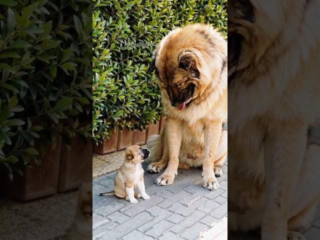 Huge Gentle Dog Lovingly Meets Tiny Adorable Puppy ️ | #CutePets #DogFriends #FunnyAnimals #PetLo